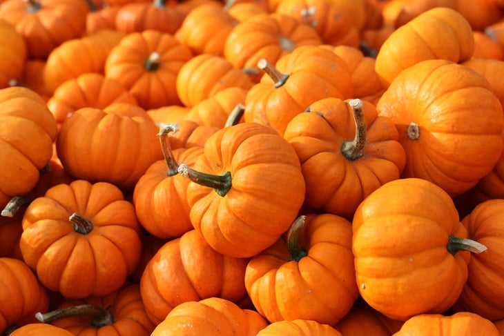 pumpkin None