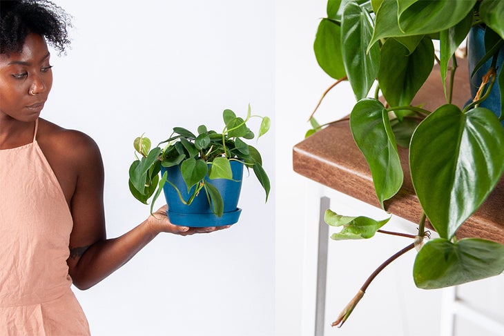 Bloomscape Bloomscape Plants Adult Plants Delivered