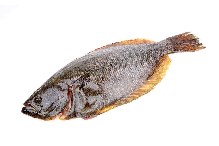 Halibut Halibut