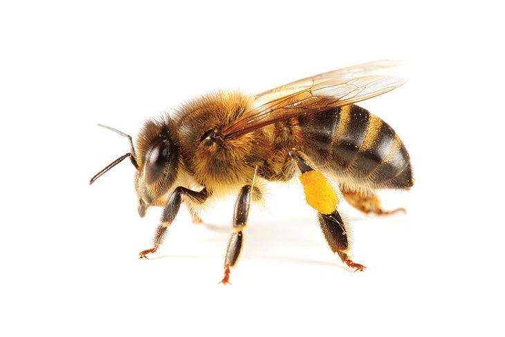 Honeybee None