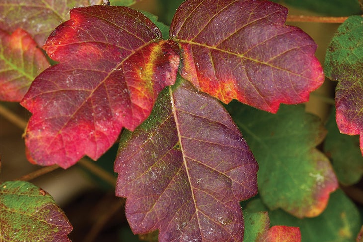 Oak Poison Oak