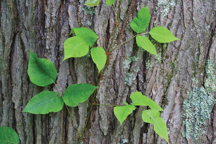 Poison Ivy Poison Ivy