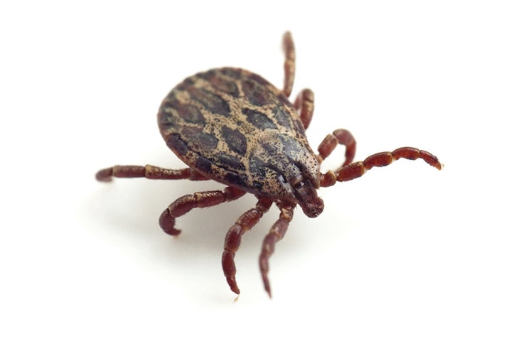 Ticks Tick