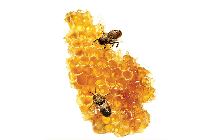 Honey Honey comb