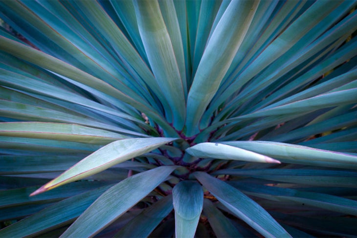 agave Agave