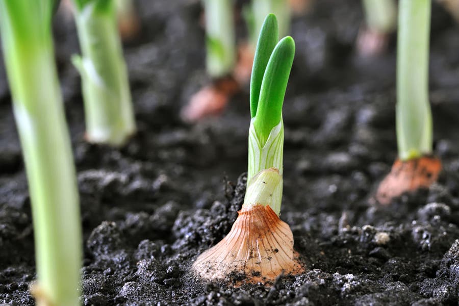 Onions Growing in Garden None