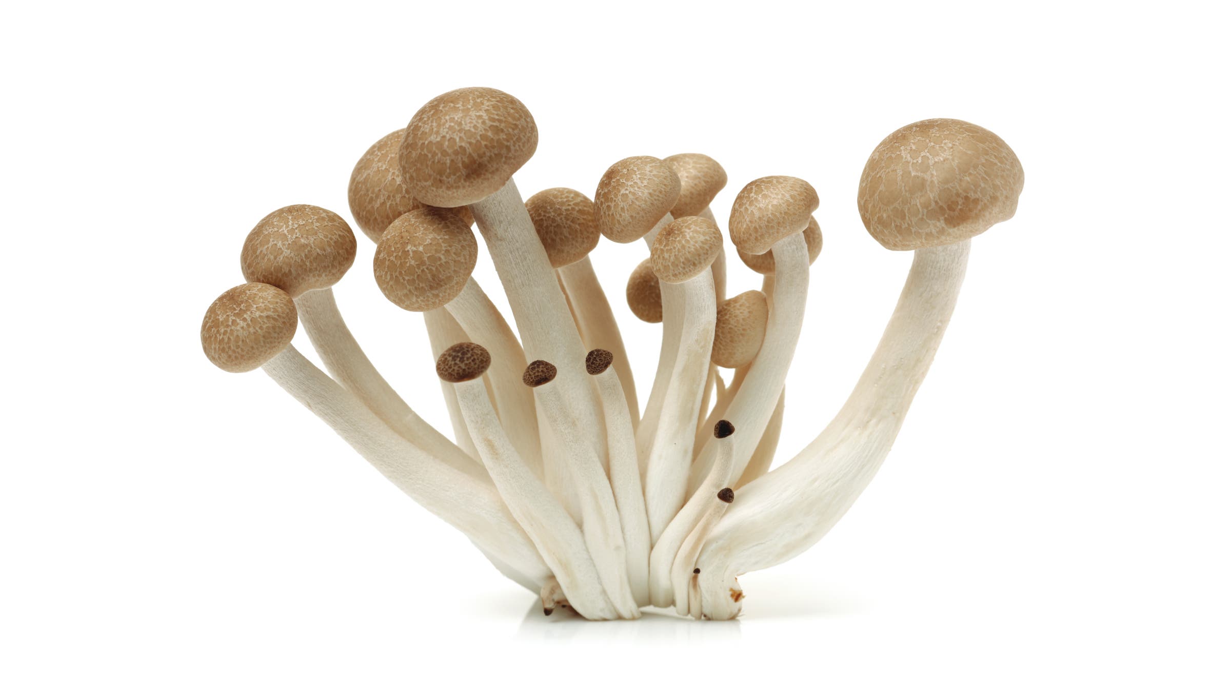 White mushrooms with brown caps