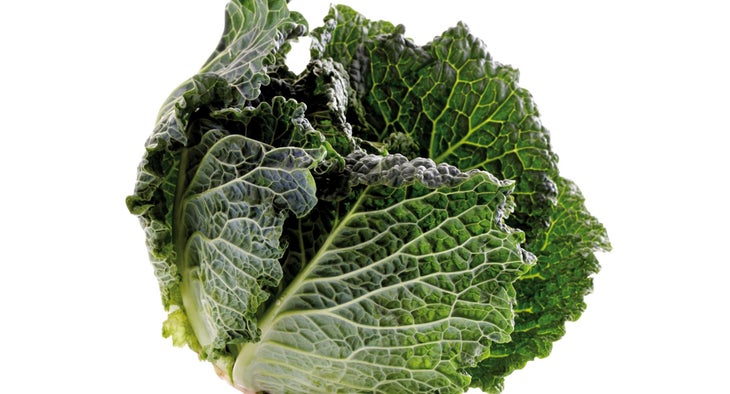 Cabbage